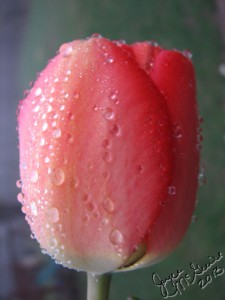 Original tulip