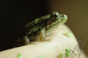 Green Toad side