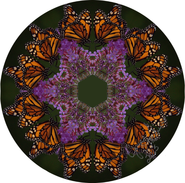 Butterfly circle