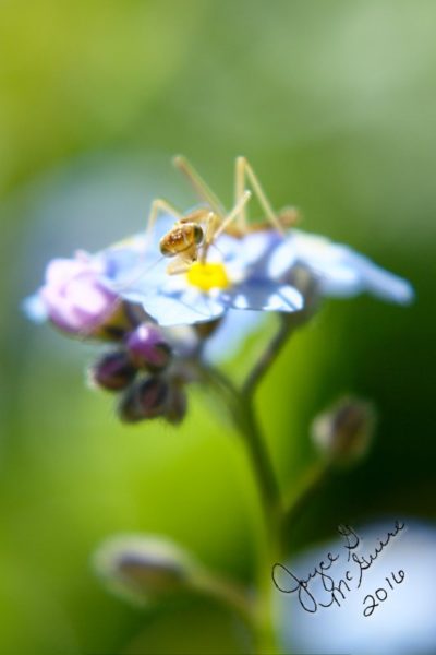 Mantis on Forget Me Not